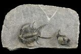 Ceratarges Trilobite With Spines-On-Spines - Zireg, Morocco #171023-3